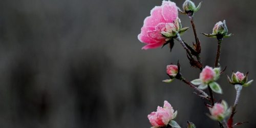Blomster med lidt frost på.